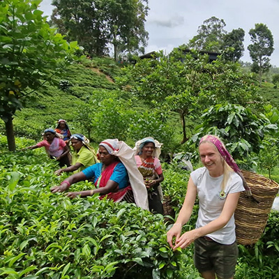 Tea Plantation