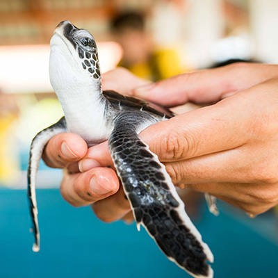 Turtle Hatchery