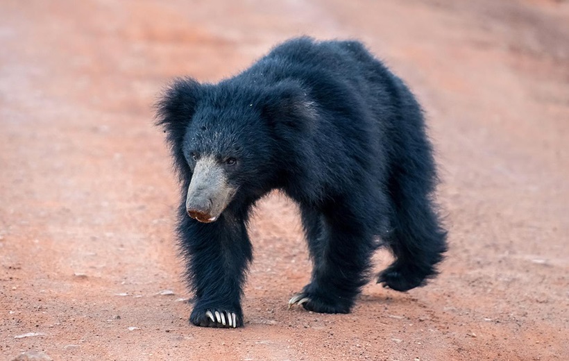 ASIAN BEAR IN YALA